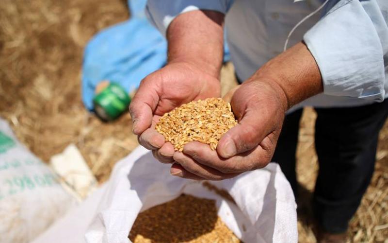 ‫‏صور‬: موسم حصاد القمح في قرية سنجل