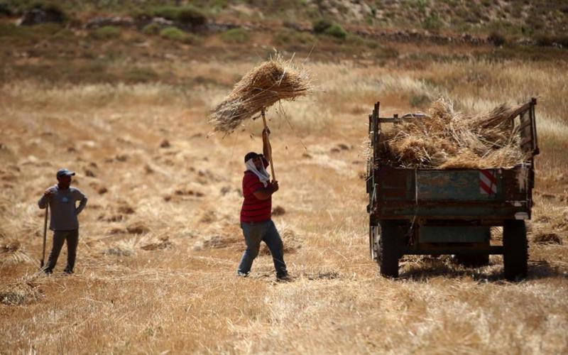 ‫‏صور‬: موسم حصاد القمح في قرية سنجل