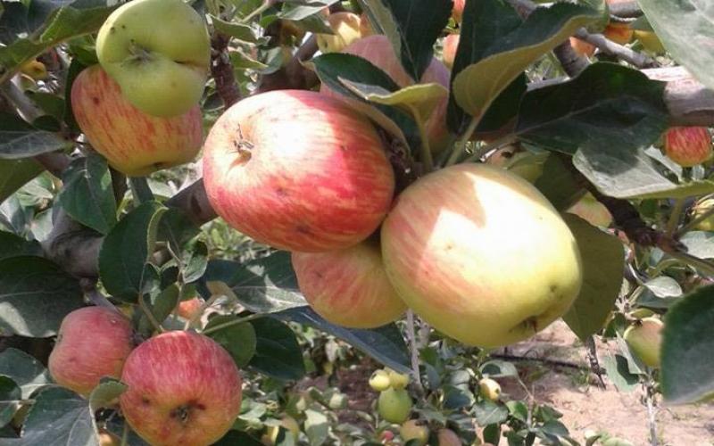 صور: التفاح من بيت لاهيا شمال القطاع