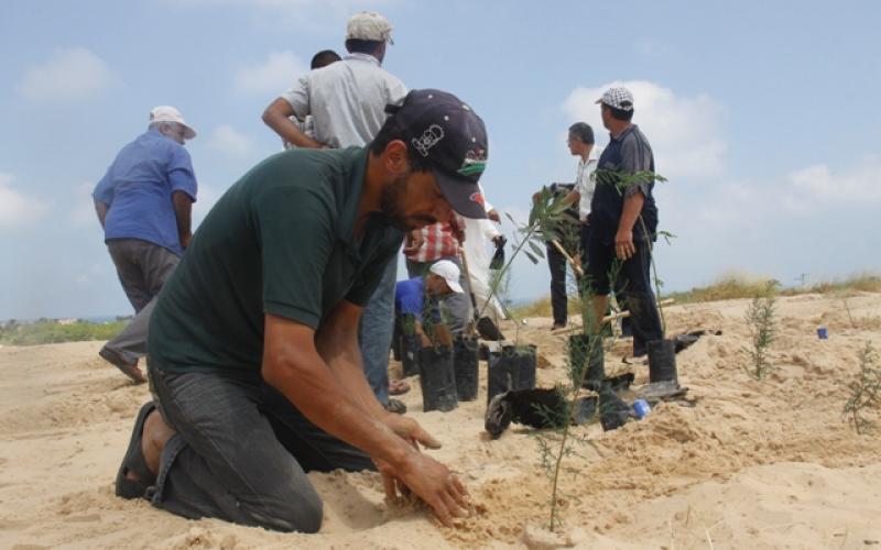 بالصور: حملة شعبية لتشجير محيط المجمع الطبي برفح‎
