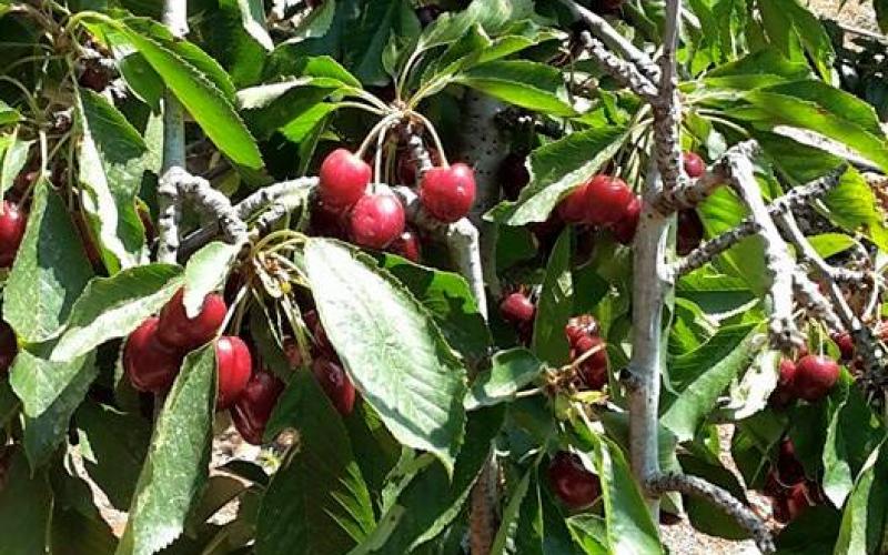 صور: أشجار الكرز في هضبة الجولان