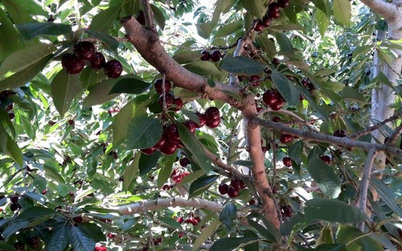 صور: أشجار الكرز في هضبة الجولان