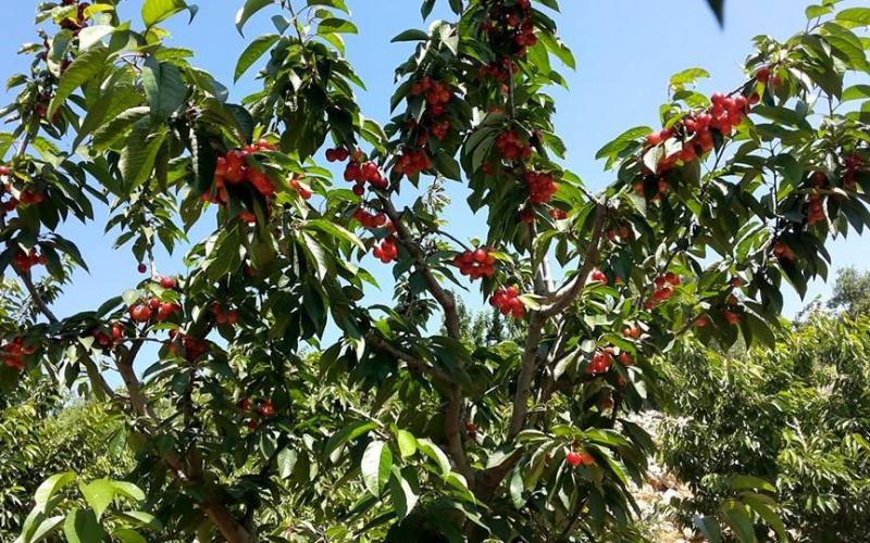 صور: أشجار الكرز في هضبة الجولان