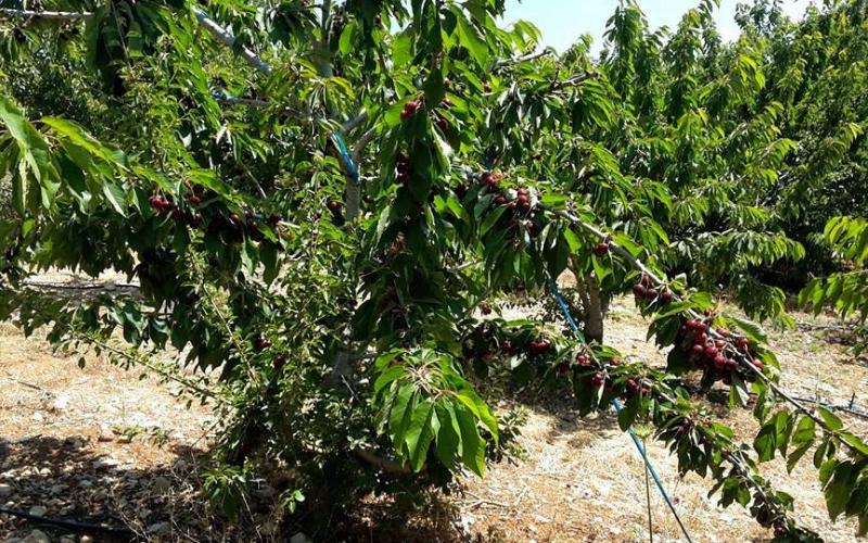 صور: أشجار الكرز في هضبة الجولان