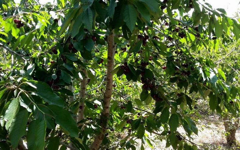 صور: أشجار الكرز في هضبة الجولان