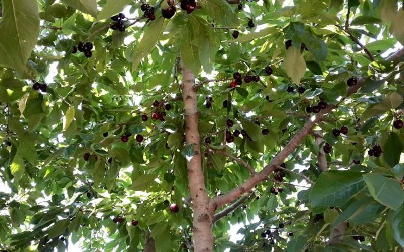 صور: أشجار الكرز في هضبة الجولان