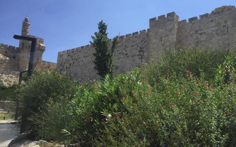 صور: كاميرا "فلسطين الآن" تتجول في القدس والأقصى