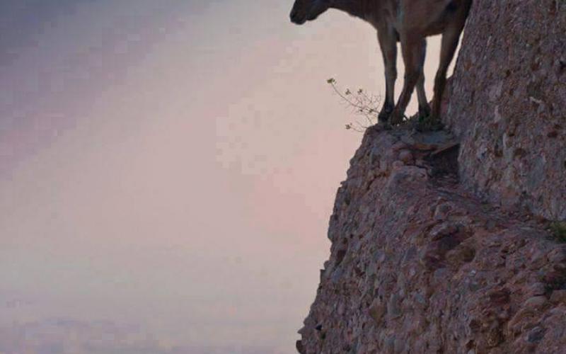 ‏صور‬: الماعز الجبلي يتنقل بين الصخور