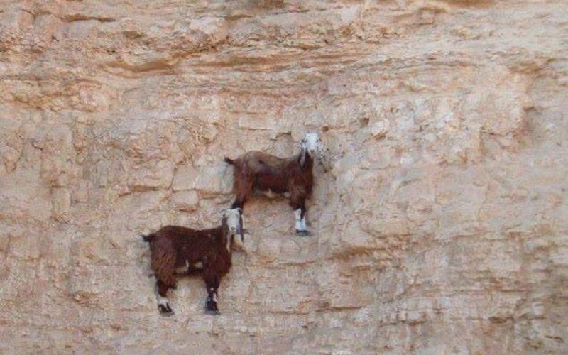 ‏صور‬: الماعز الجبلي يتنقل بين الصخور