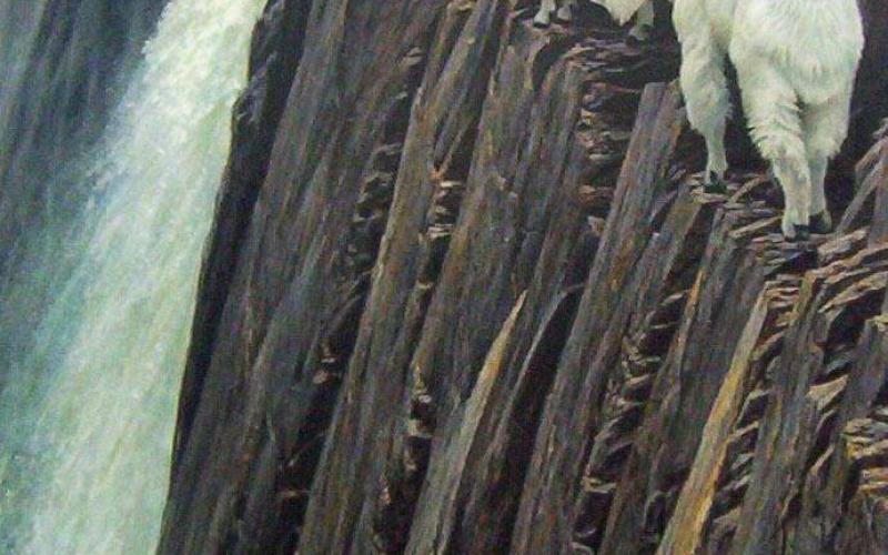 ‏صور‬: الماعز الجبلي يتنقل بين الصخور