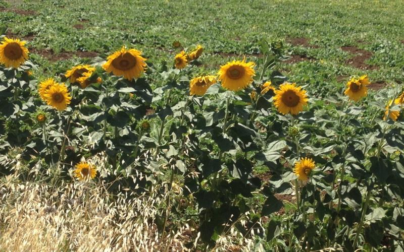 صور: حقول "عبّاد الشمس" في جنين