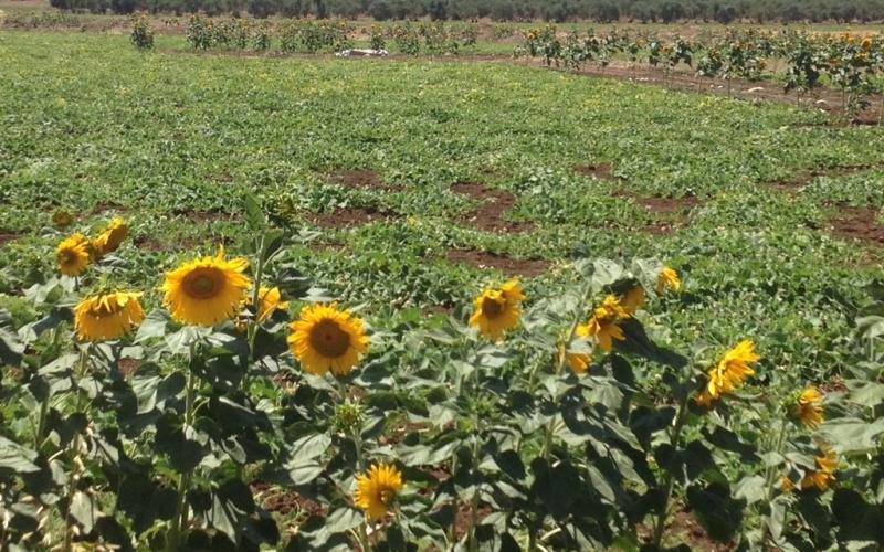 صور: حقول "عبّاد الشمس" في جنين