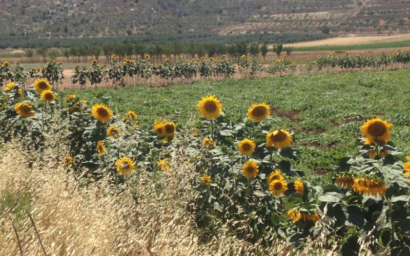 صور: حقول "عبّاد الشمس" في جنين