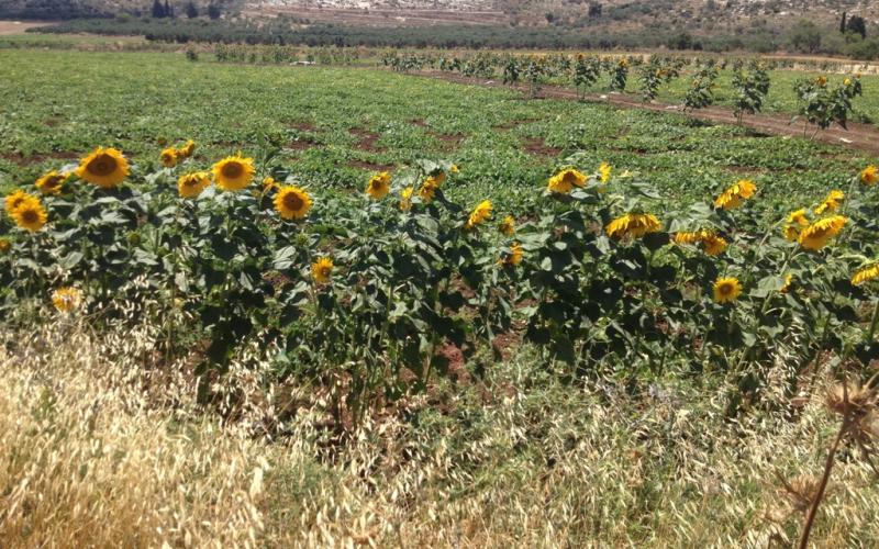 صور: حقول "عبّاد الشمس" في جنين