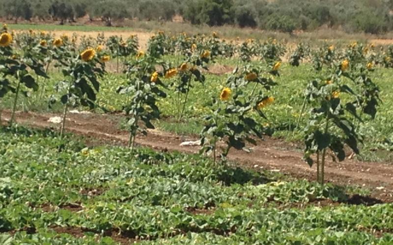 صور: حقول "عبّاد الشمس" في جنين