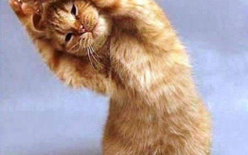 صور: حيوانات تمارس اليوغا
