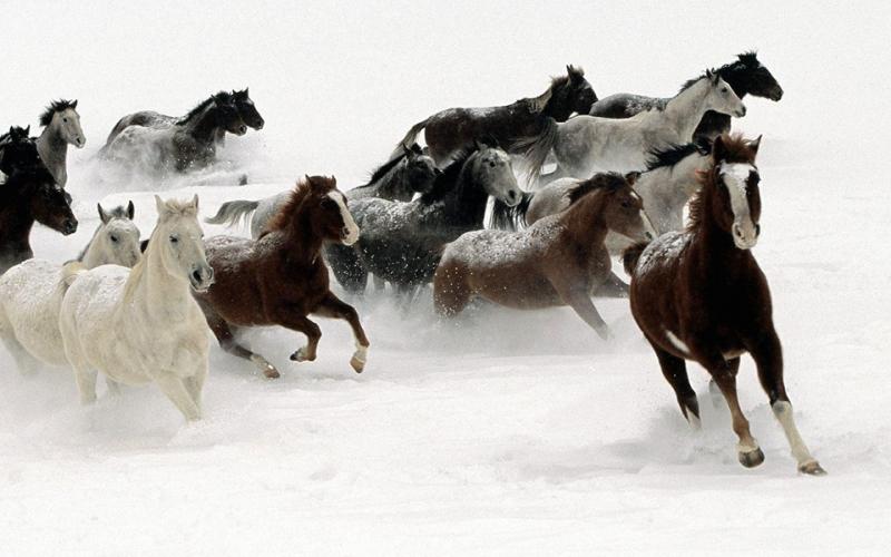 صور: خيول جميلة