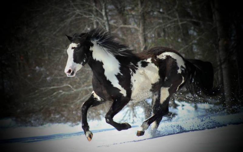 صور: خيول جميلة