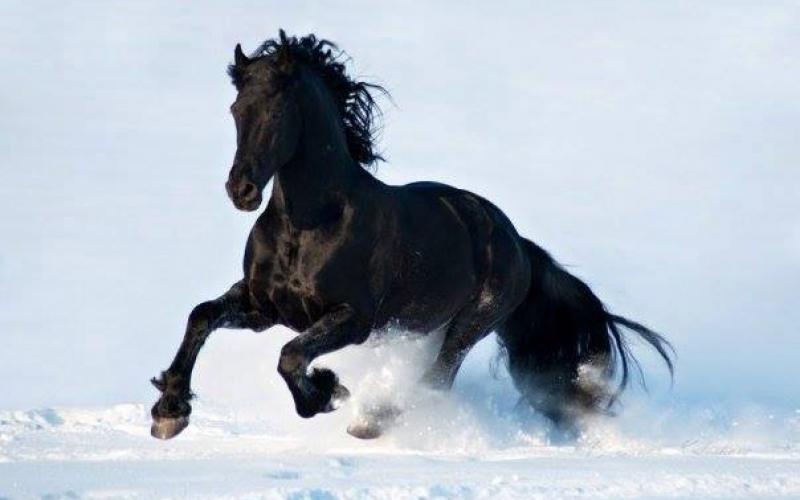 صور: خيول جميلة