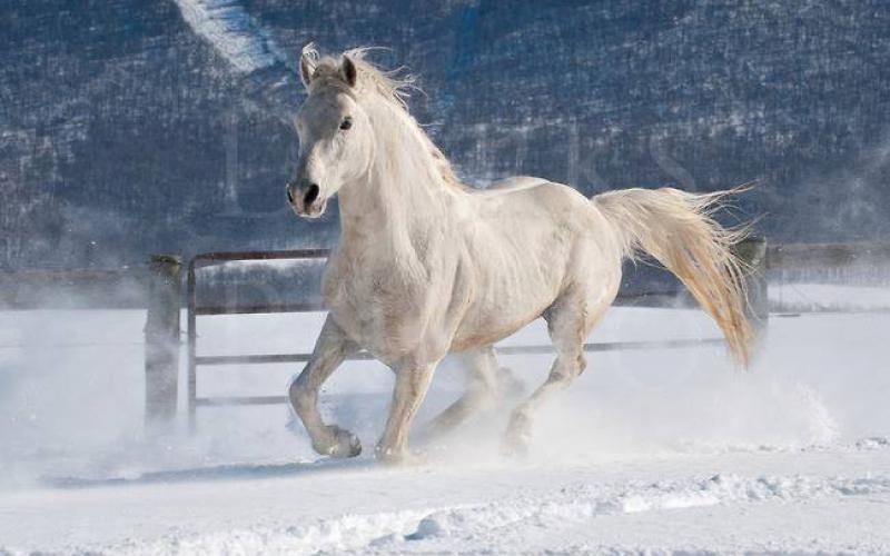 صور: خيول جميلة
