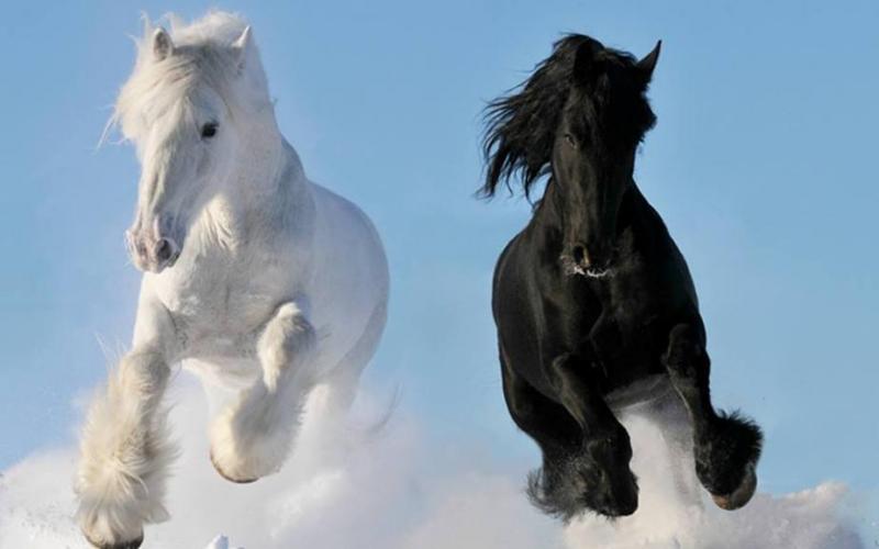 صور: خيول جميلة