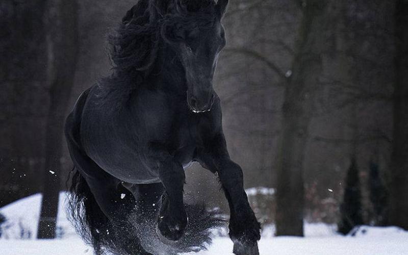 صور: خيول جميلة