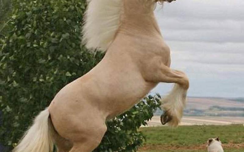 صور: أجمل خيول العالم