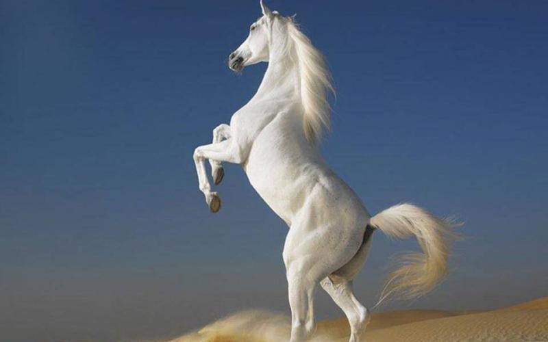 صور: أجمل خيول العالم