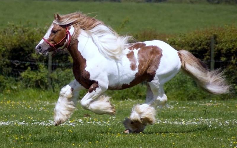 صور: أجمل خيول العالم