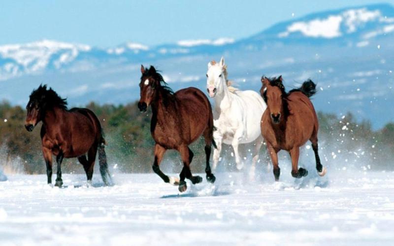 صور: أجمل خيول العالم