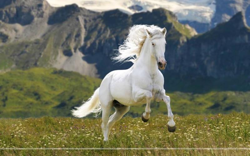 صور: أجمل خيول العالم