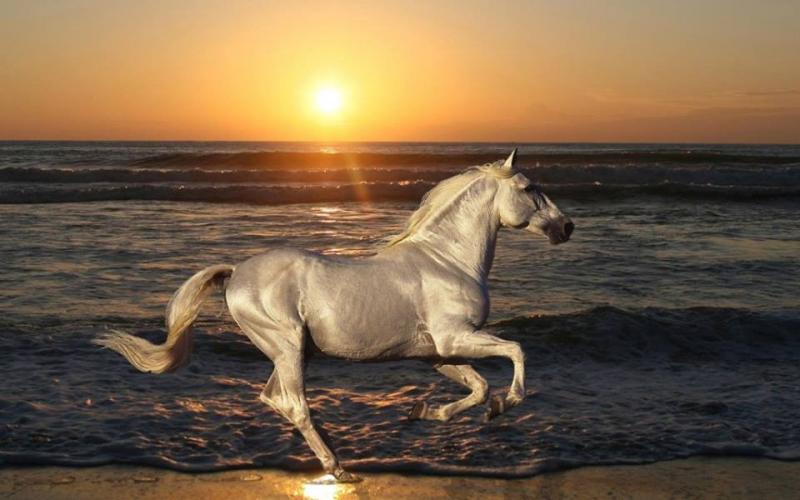 صور: أجمل خيول العالم