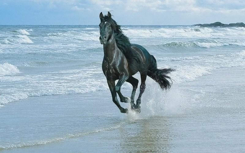 صور: أجمل خيول العالم