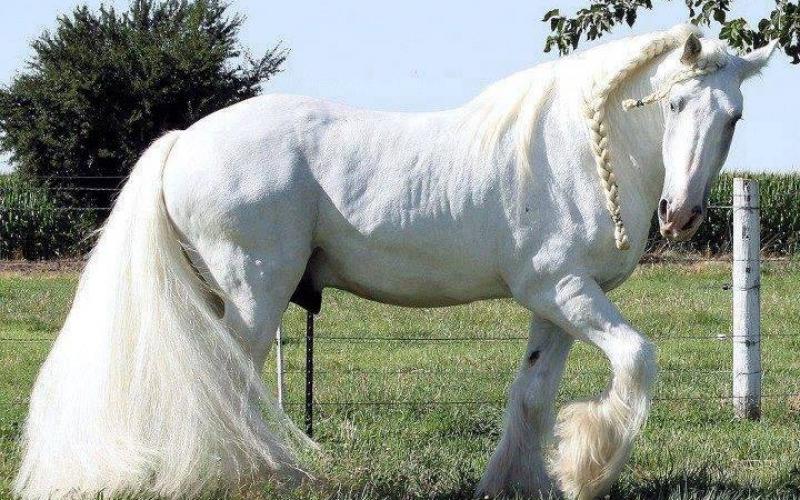 صور: أجمل خيول العالم