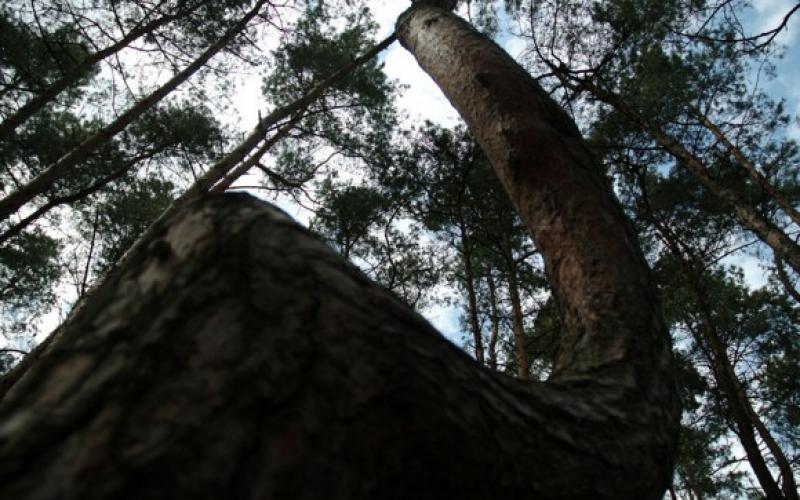 بالصور .. غابة أشجار بولندا حيرت العالم!