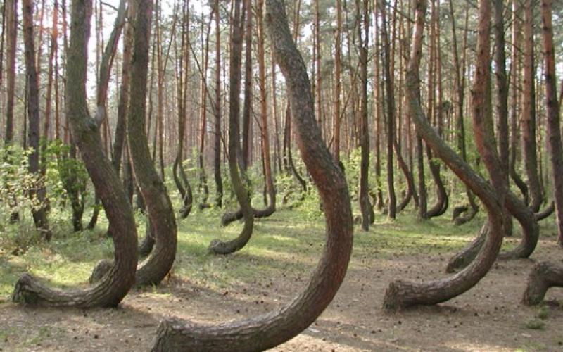 بالصور .. غابة أشجار بولندا حيرت العالم!