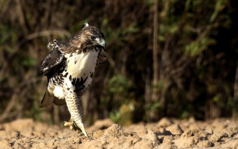 بالصور.. معركة بين القناص والماكرة من سيفوز!