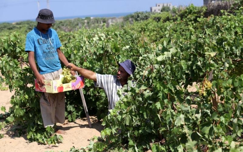 صور: بدء موسم جني العنب في غزة