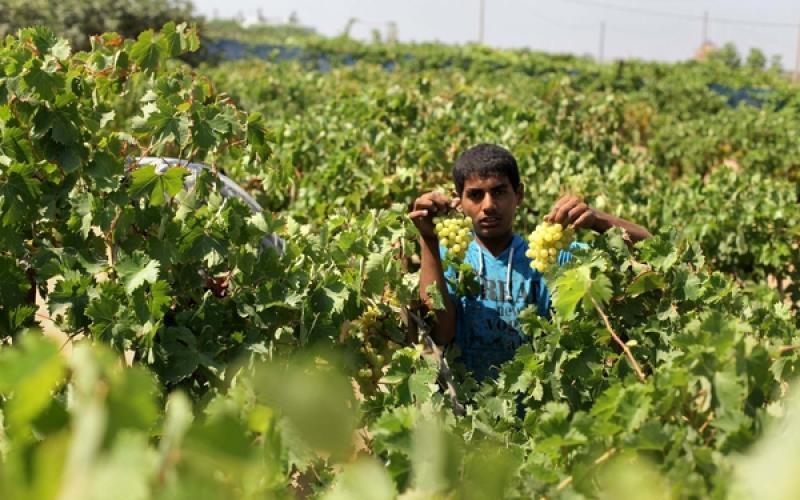 صور: بدء موسم جني العنب في غزة