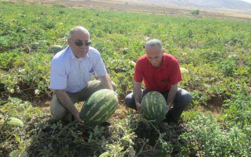 بالصور: "حرب البطيخ" تشتعل في فلسطين