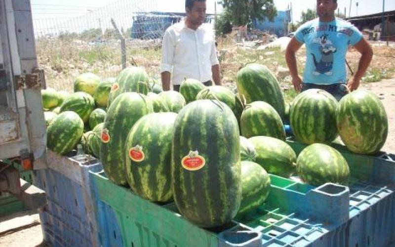 بالصور: "حرب البطيخ" تشتعل في فلسطين