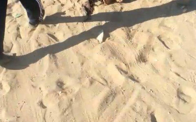 صور: الاحتلال يستهدف مواطنين في خانيونس
