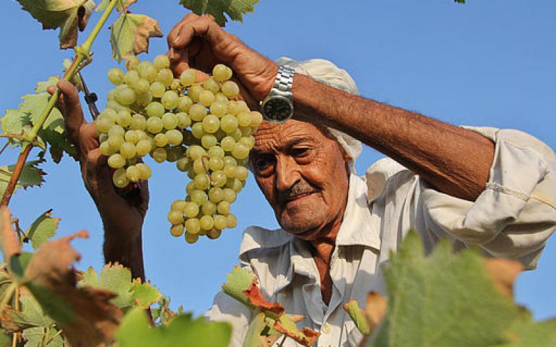 صور.. قطف "العنب" في غزة