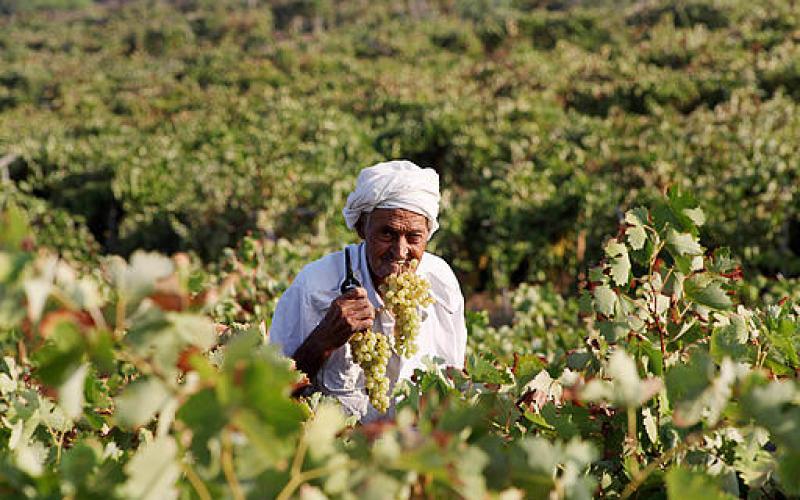 صور.. قطف "العنب" في غزة