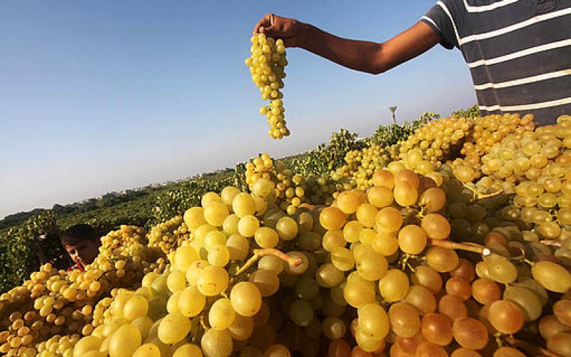 صور.. قطف "العنب" في غزة