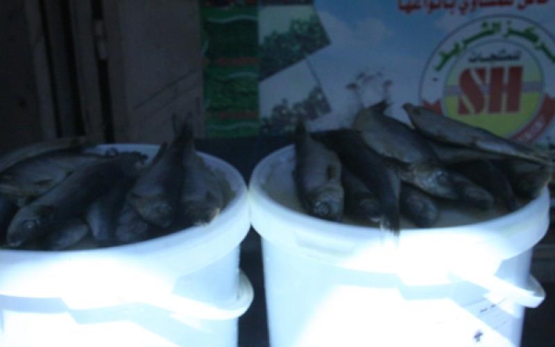 صور .. الفسيخ زينة العيد