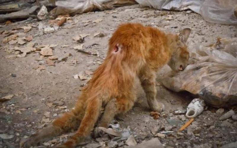صور.. الثوار يعالجون "قطة" أصيبت بحمص