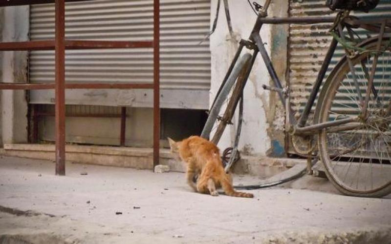 صور.. الثوار يعالجون "قطة" أصيبت بحمص