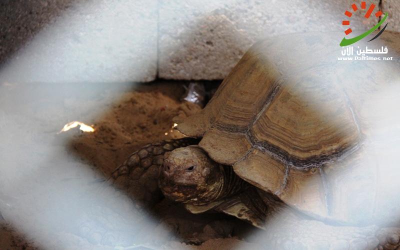 صور.. أجواء العيد في حديقة الحيوان بغزة