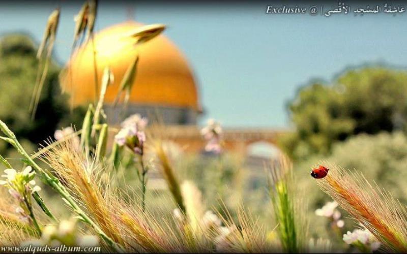 صور: حفريات لتدمير القصور الأموية الأقصى